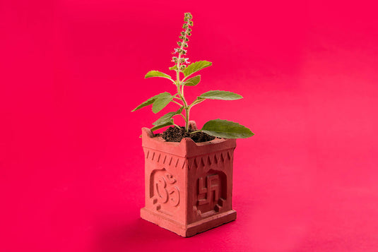 A culturally significant, spiritual tulsi plant gift. Tulsi plant worship and pooja at home. 